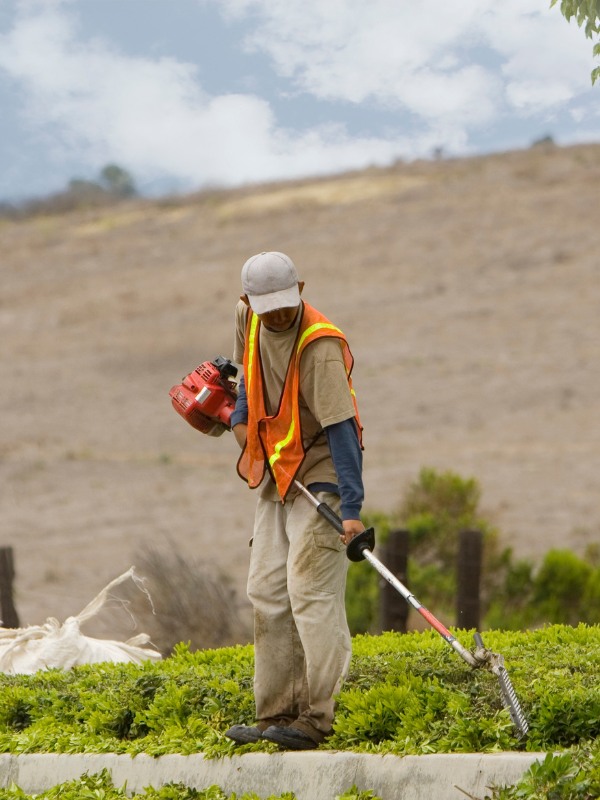 Landscaping services Jamaica